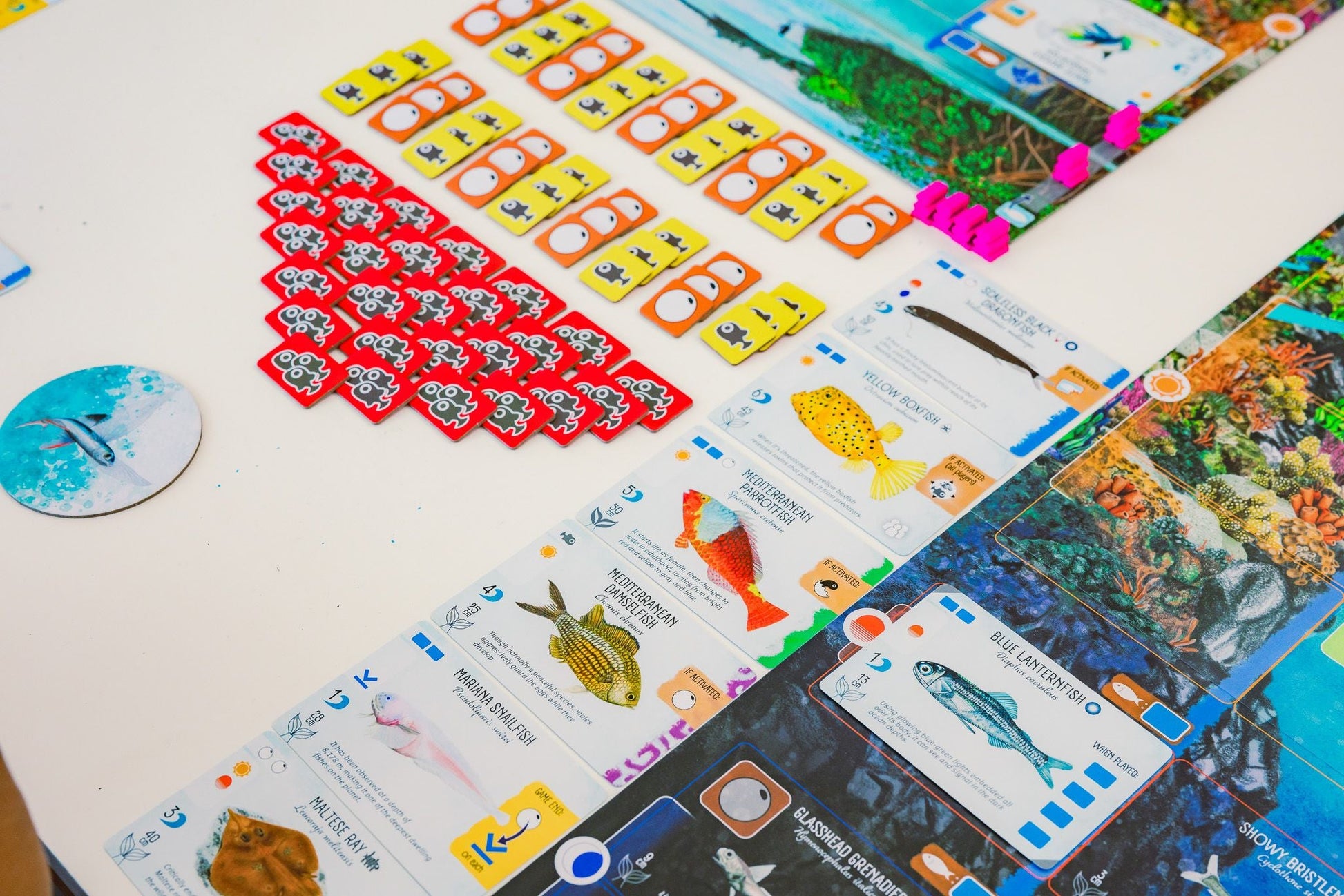Finspan by Stonemaier Games is a colorful board game with fish-themed cards, red and orange tokens, pink markers, and a circular token on a white table. The vibrant board features underwater and ocean zones—ideal for aspiring marine researchers.